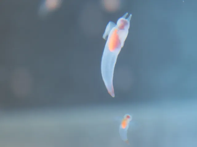 透明な海洋生物はなぜ透明なのか？のサムネイル画像