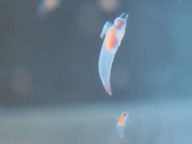 透明な海洋生物はなぜ透明なのか？のサムネイル画像
