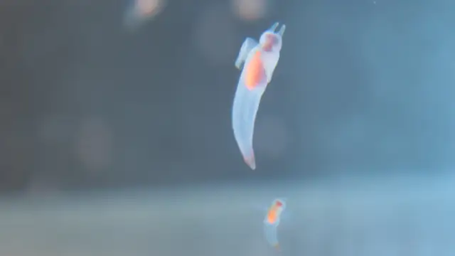 Projectsへ移動