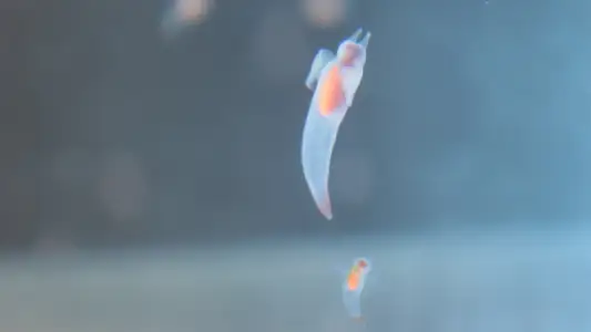 プロジェクトのサムネイル